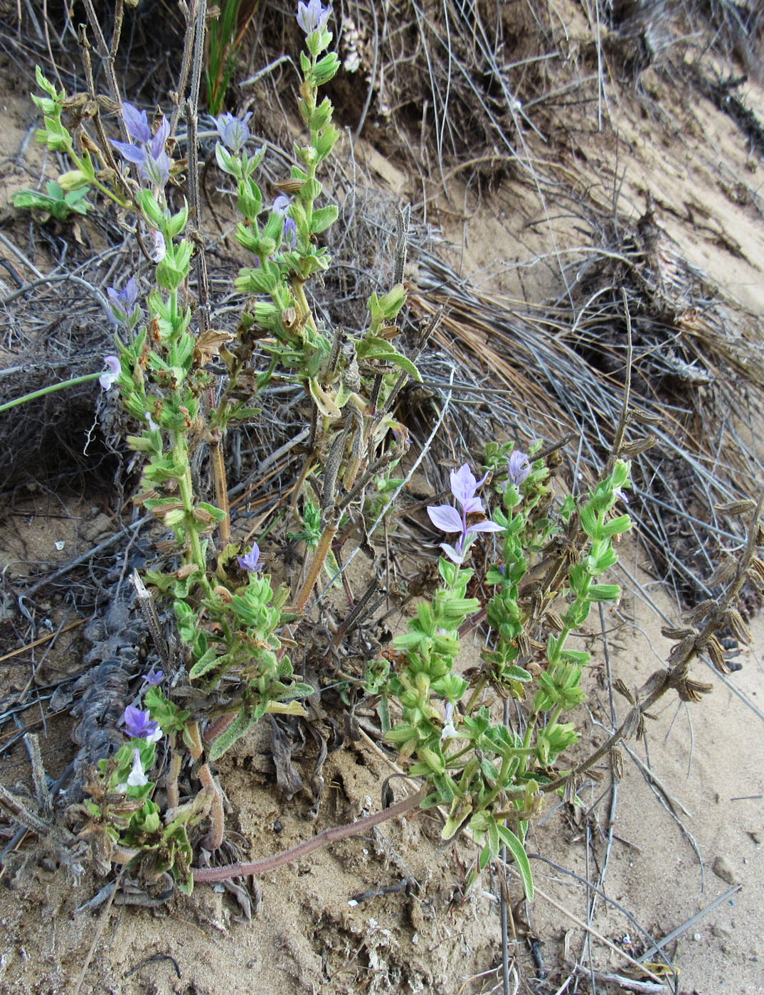 Image of genus Salvia specimen.