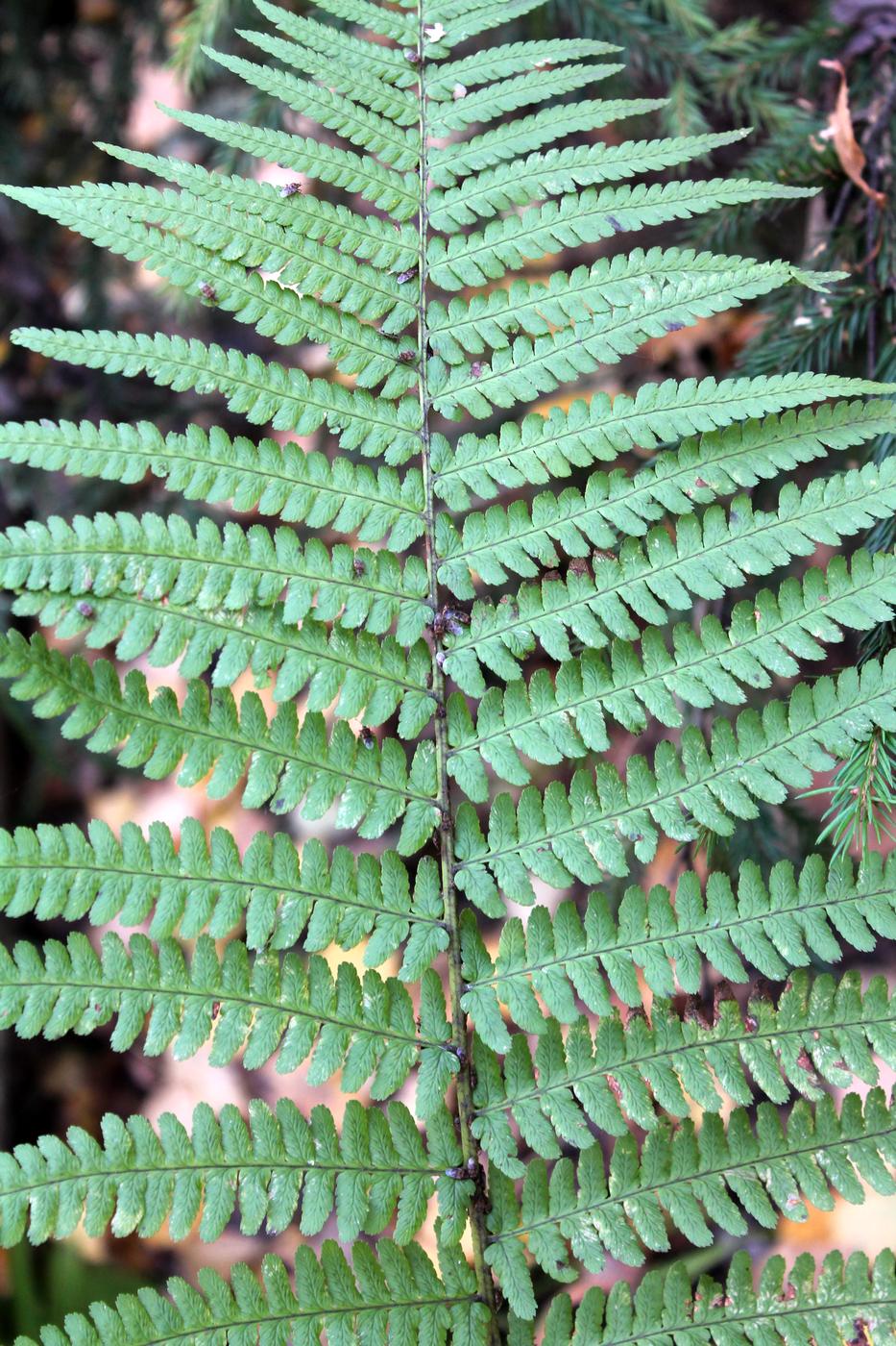 Image of Dryopteris filix-mas specimen.