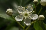 Sorbus alnifolia. Цветок и бутоны. Приморский край, Шкотовский р-н, окр. пос. Подъяпольск, склон сопки, широколиственный лес. 29.05.2022.