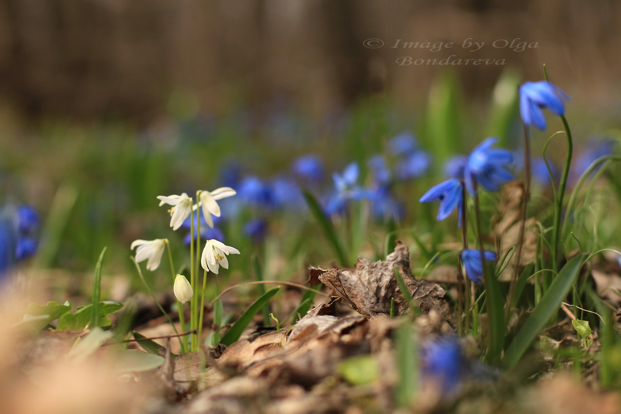 Image of Scilla siberica specimen.