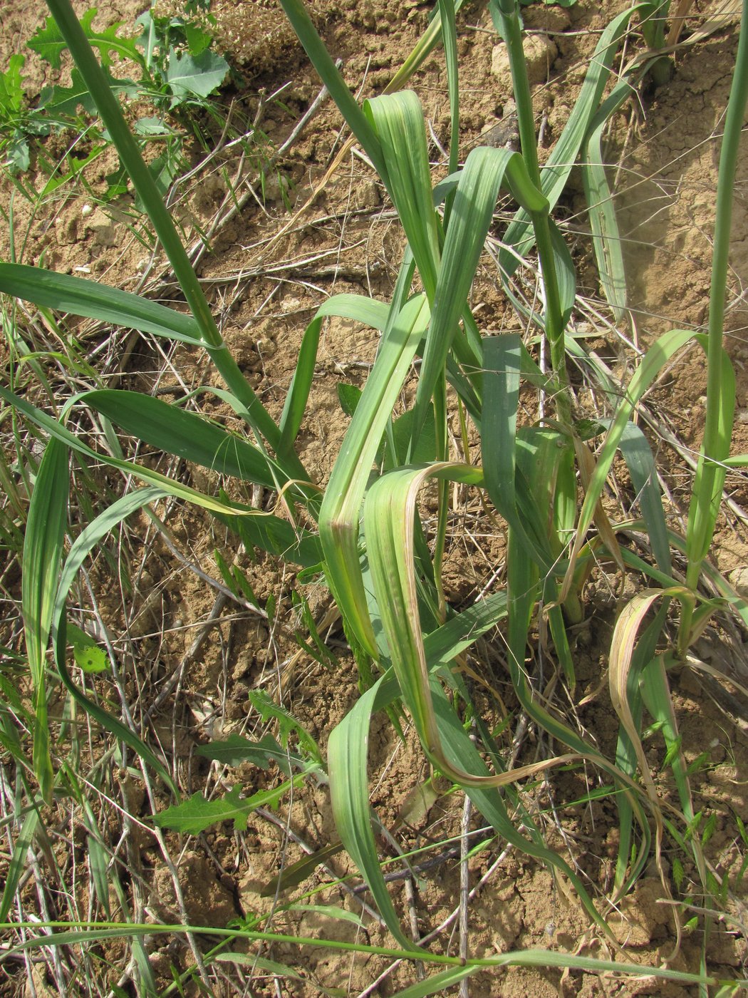 Изображение особи Allium atroviolaceum.