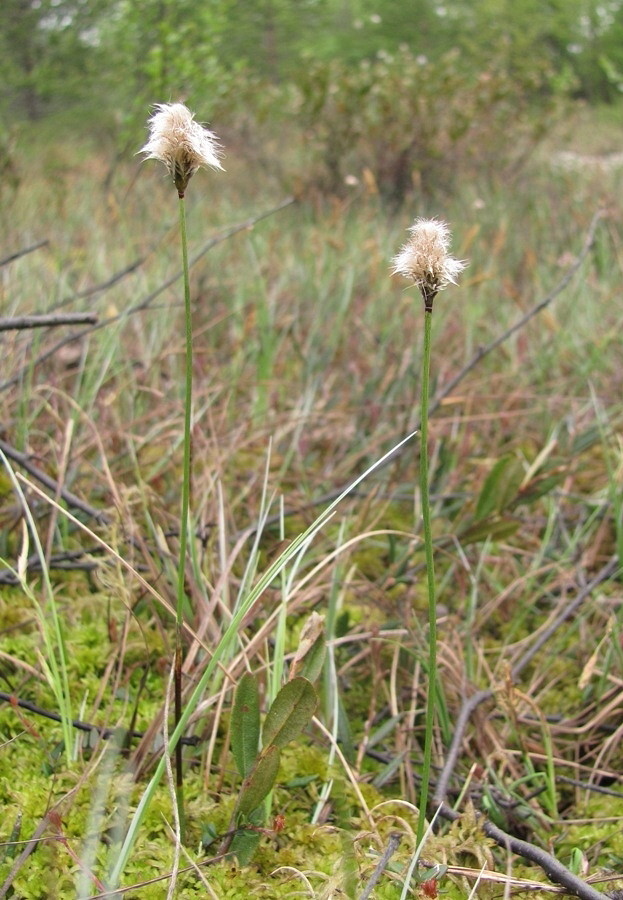 Image of Eriophorum russeolum specimen.