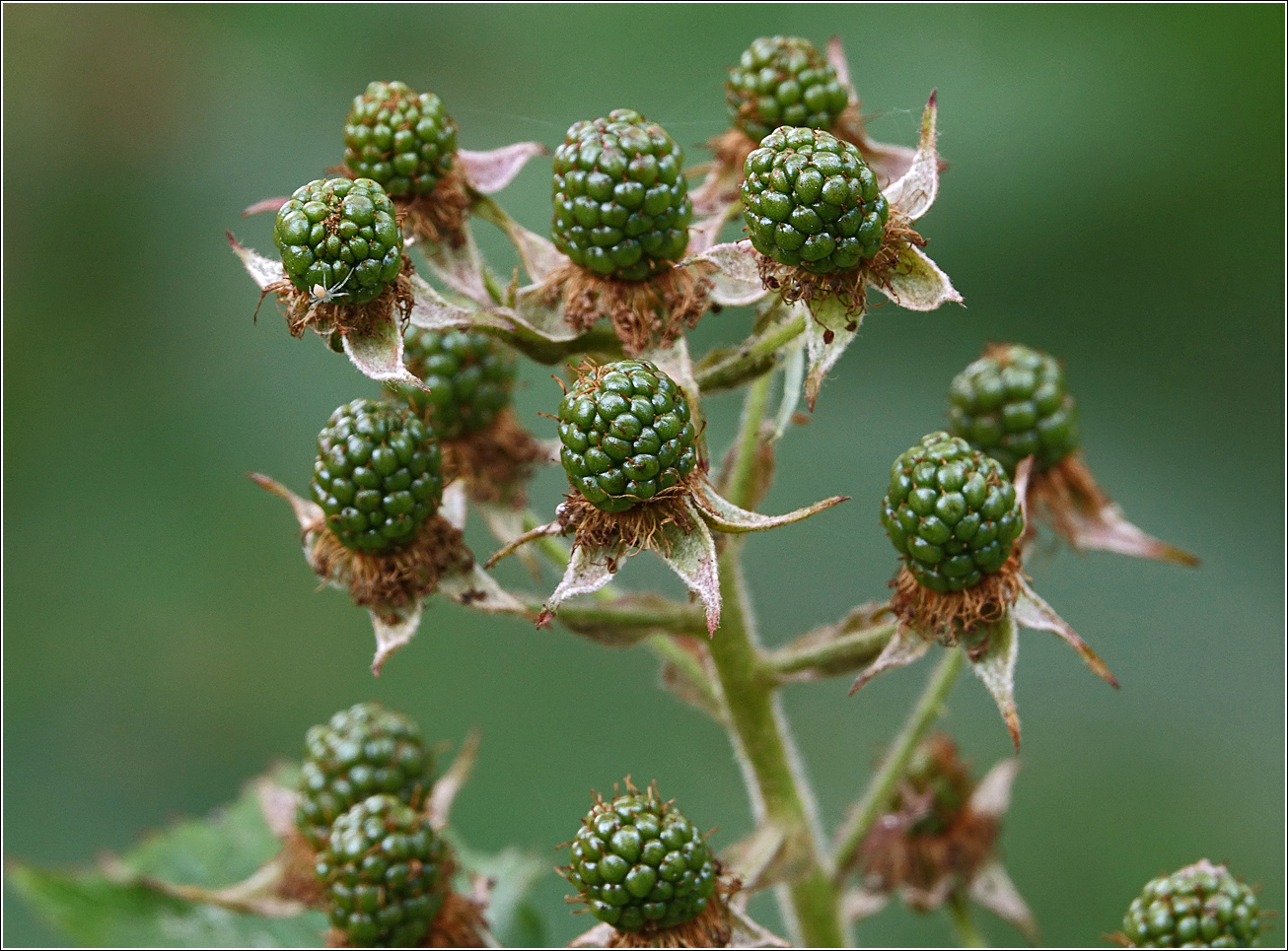 Image of Rubus allegheniensis specimen.