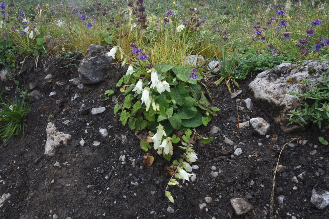 Изображение особи Campanula alliariifolia.