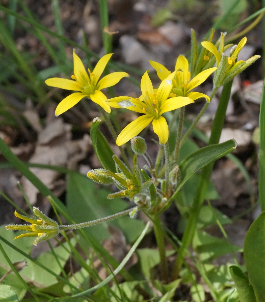 Image of Gagea villosa specimen.