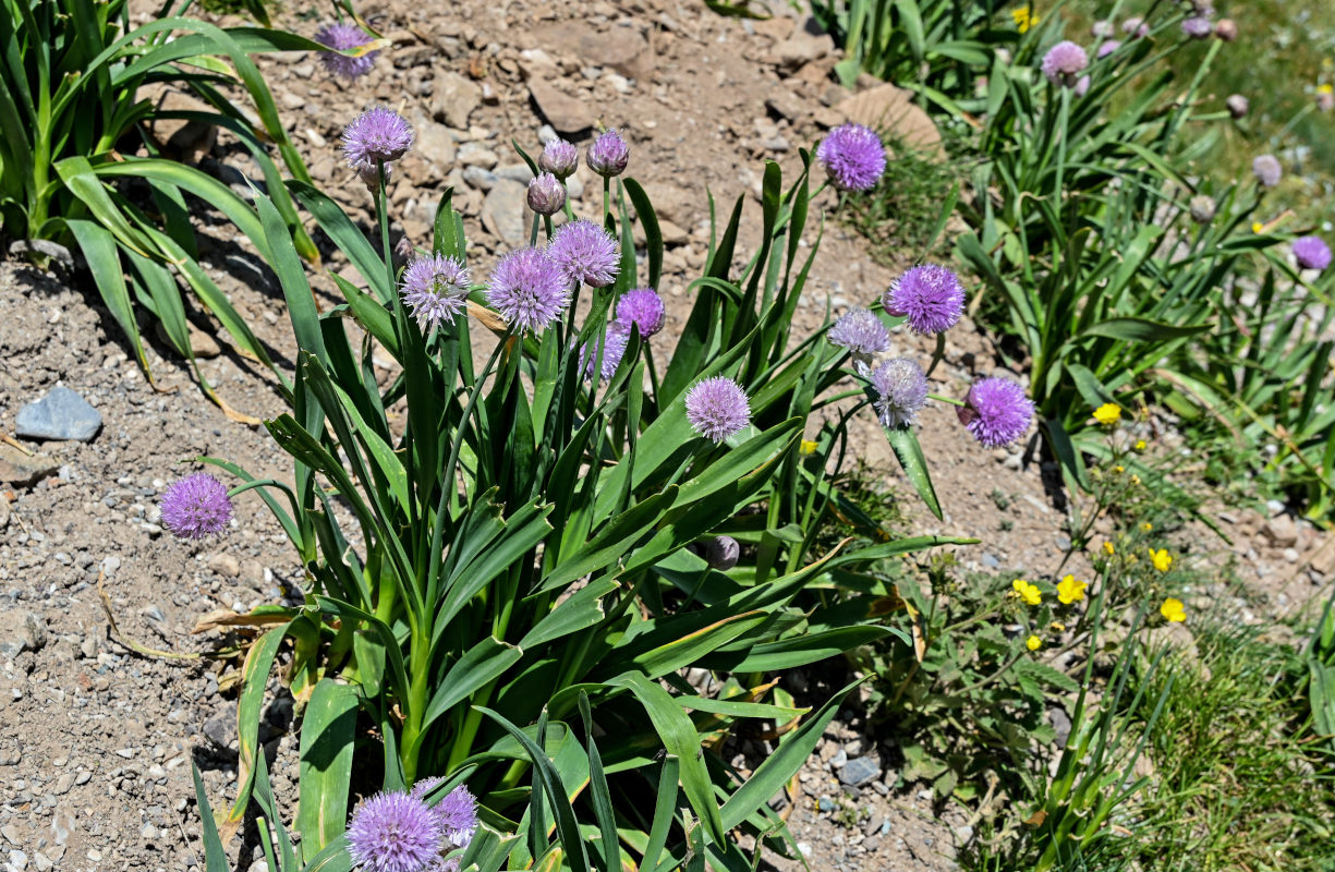 Image of Allium platyspathum specimen.