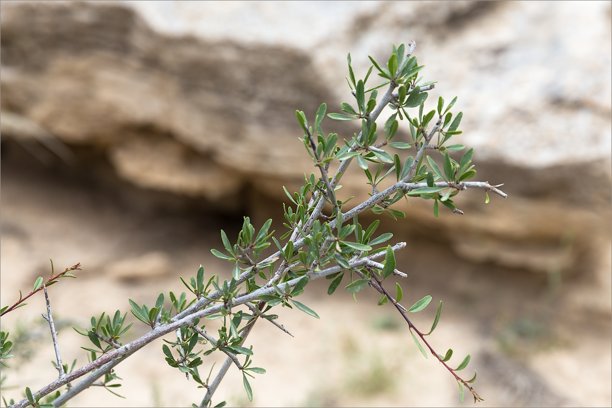 Image of Rhamnus sintenisii specimen.