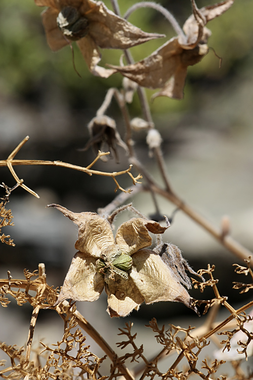 Image of Trichodesma incanum specimen.