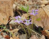 Смотреть изображение Viola dactyloides