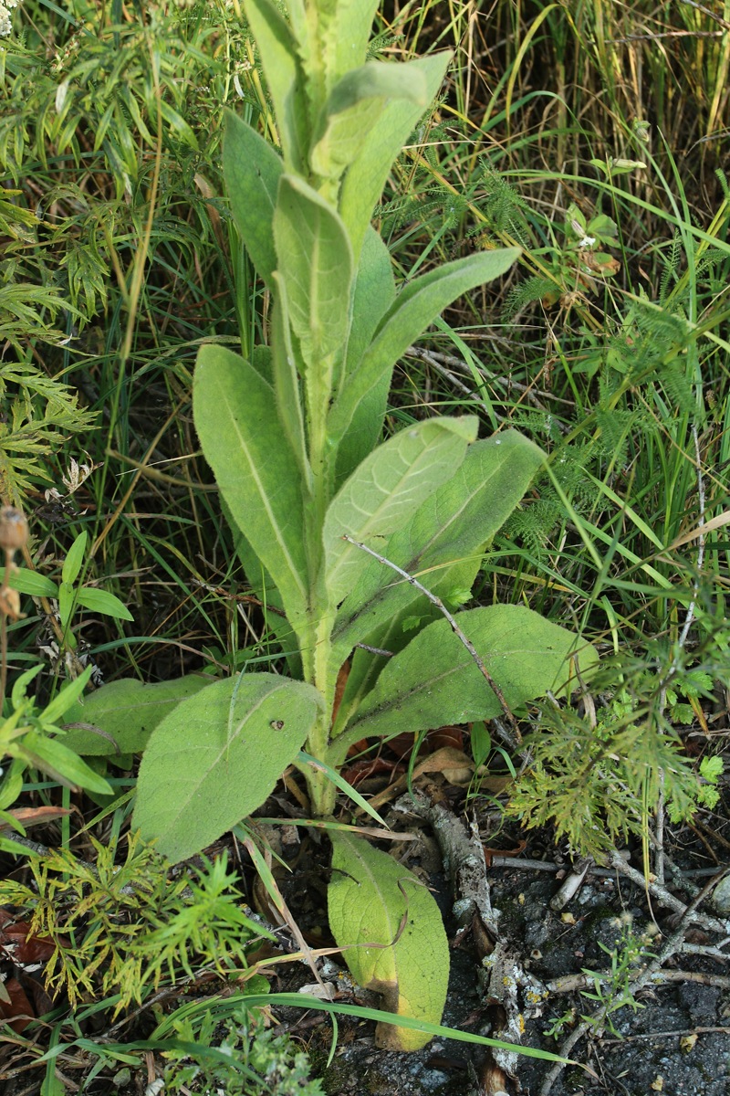 Изображение особи Verbascum thapsus.