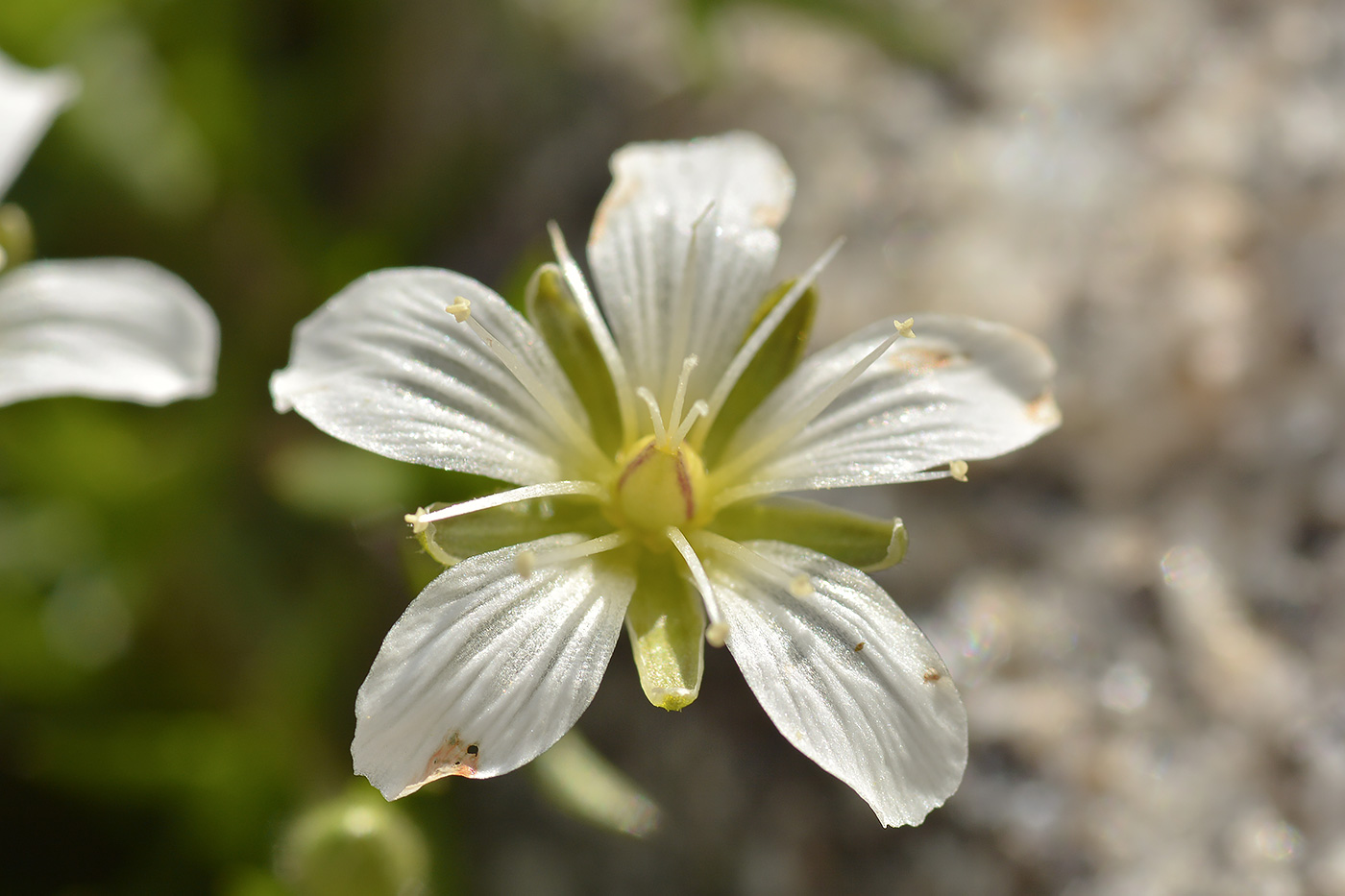 Image of Minuartia imbricata specimen.