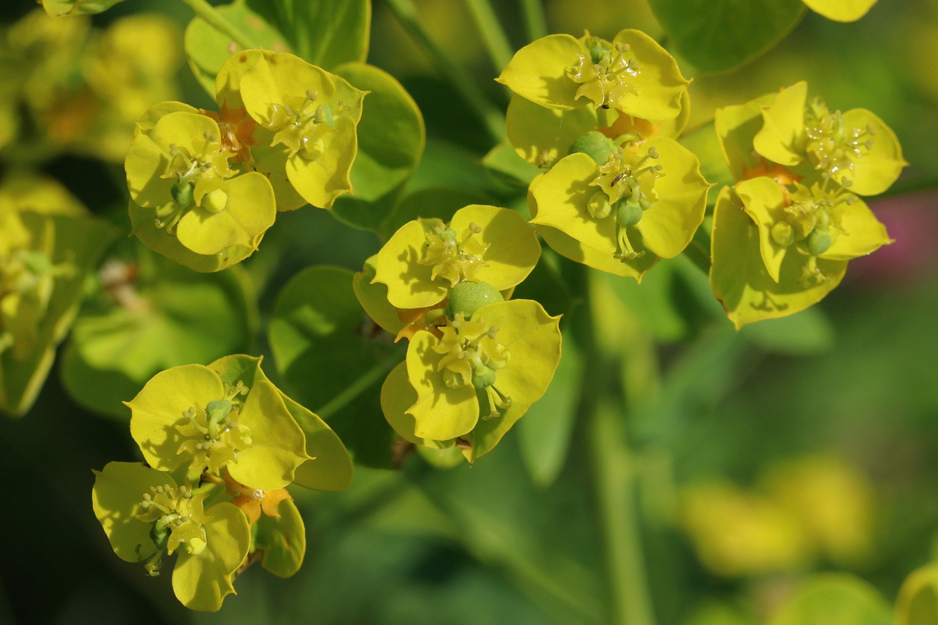 Image of Euphorbia virgata specimen.