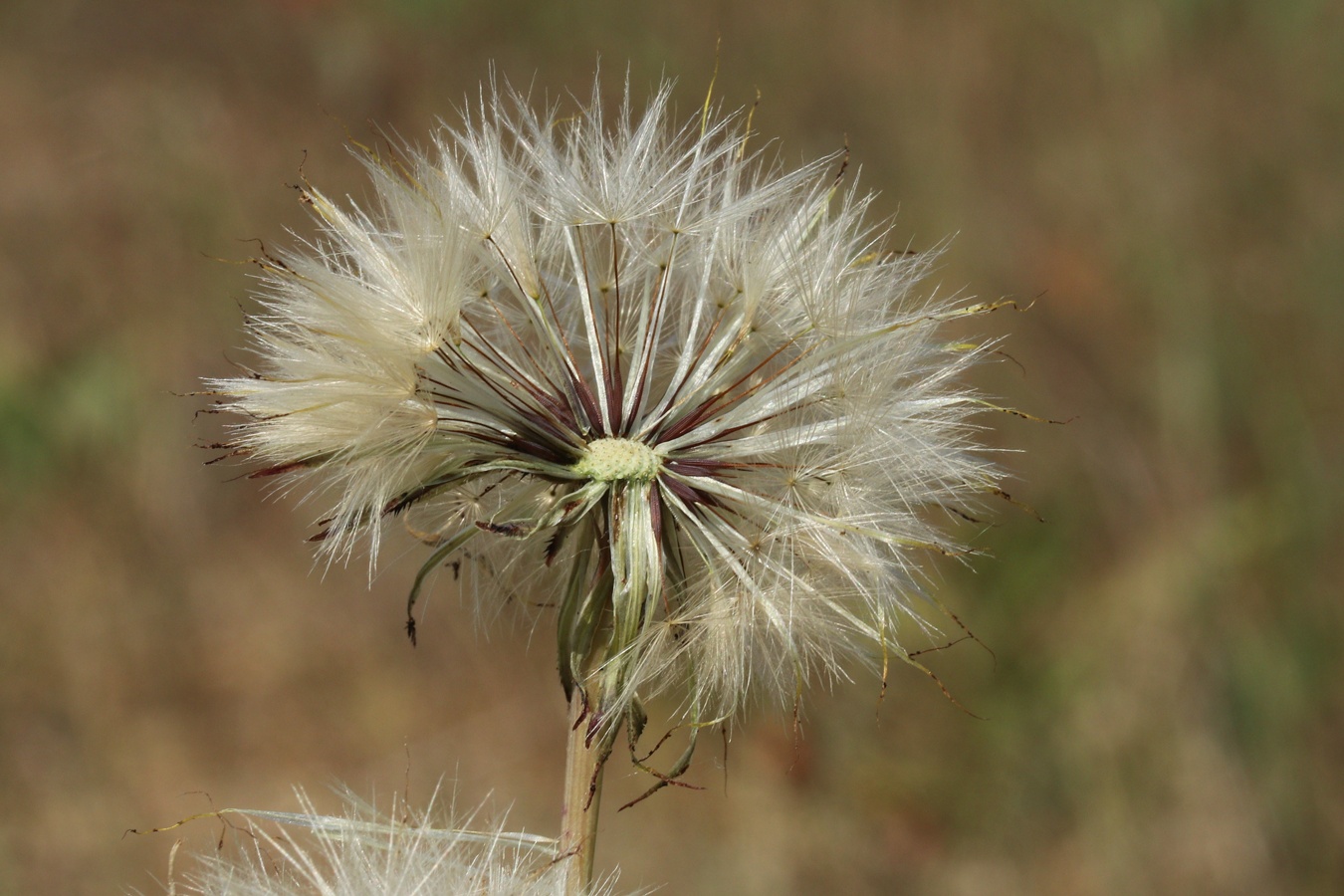 Image of Hypochaeris radicata specimen.