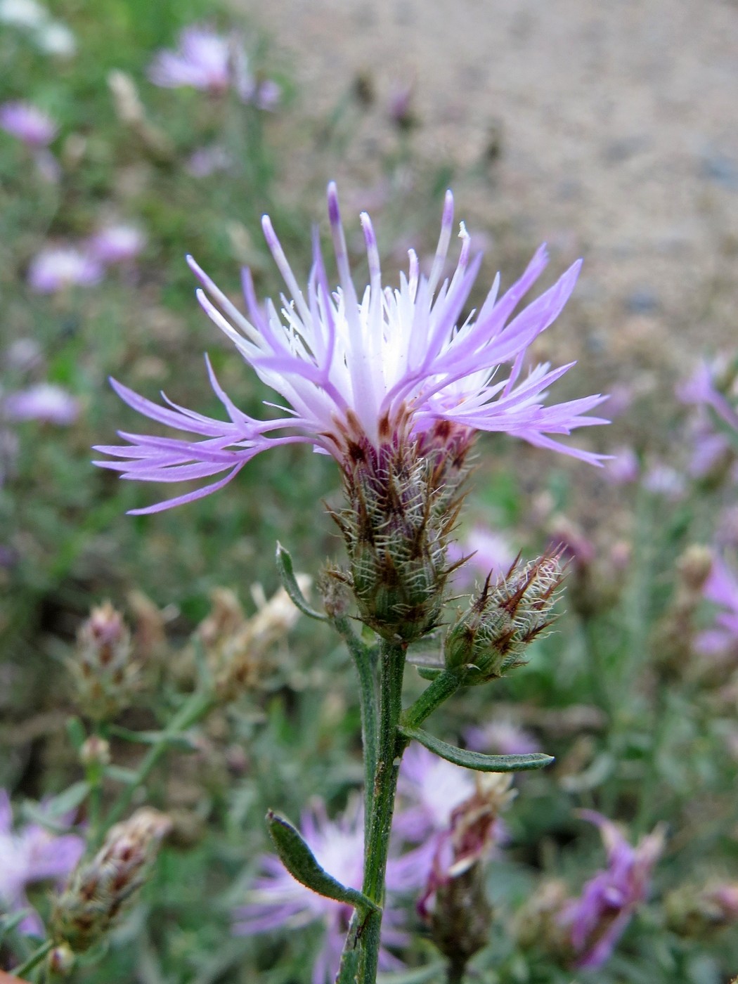 Image of Centaurea diffusa specimen.