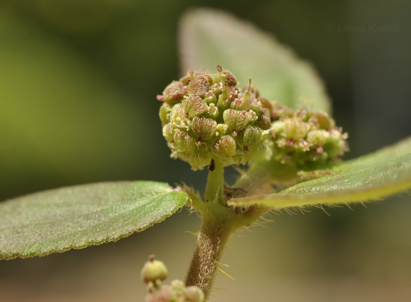 Image of Euphorbia hirta specimen.