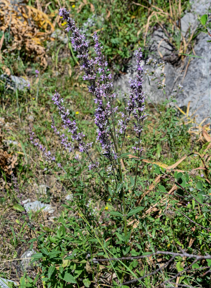 Image of Nepeta nuda specimen.