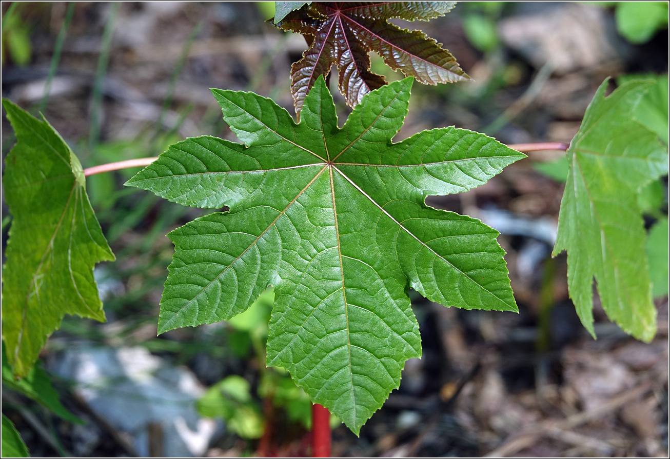 Image of Ricinus communis specimen.