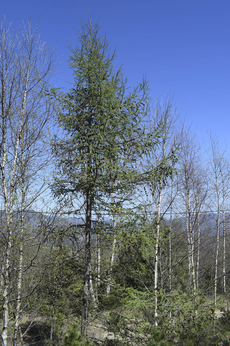 Image of Larix decidua specimen.