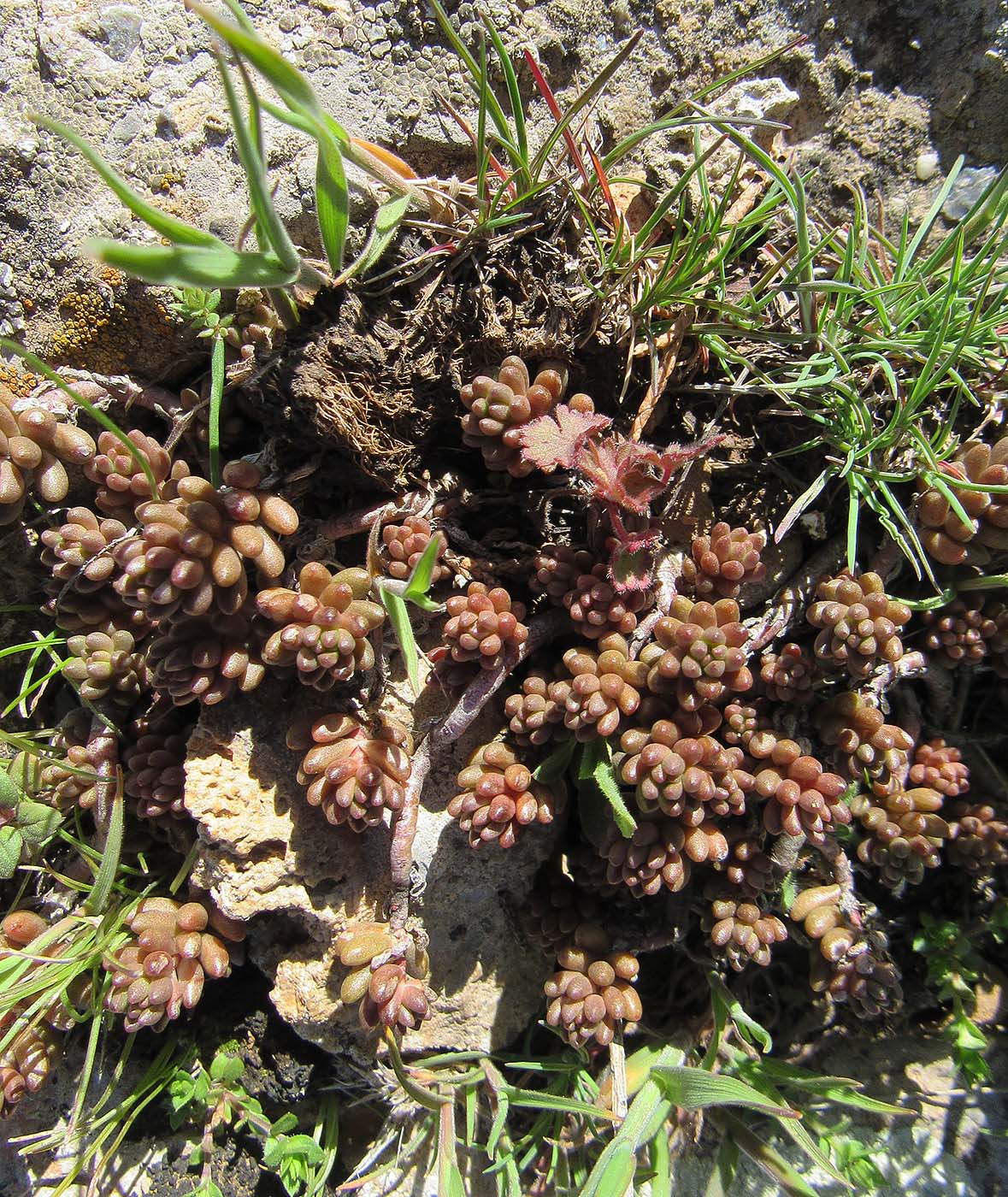 Изображение особи Sedum alberti.