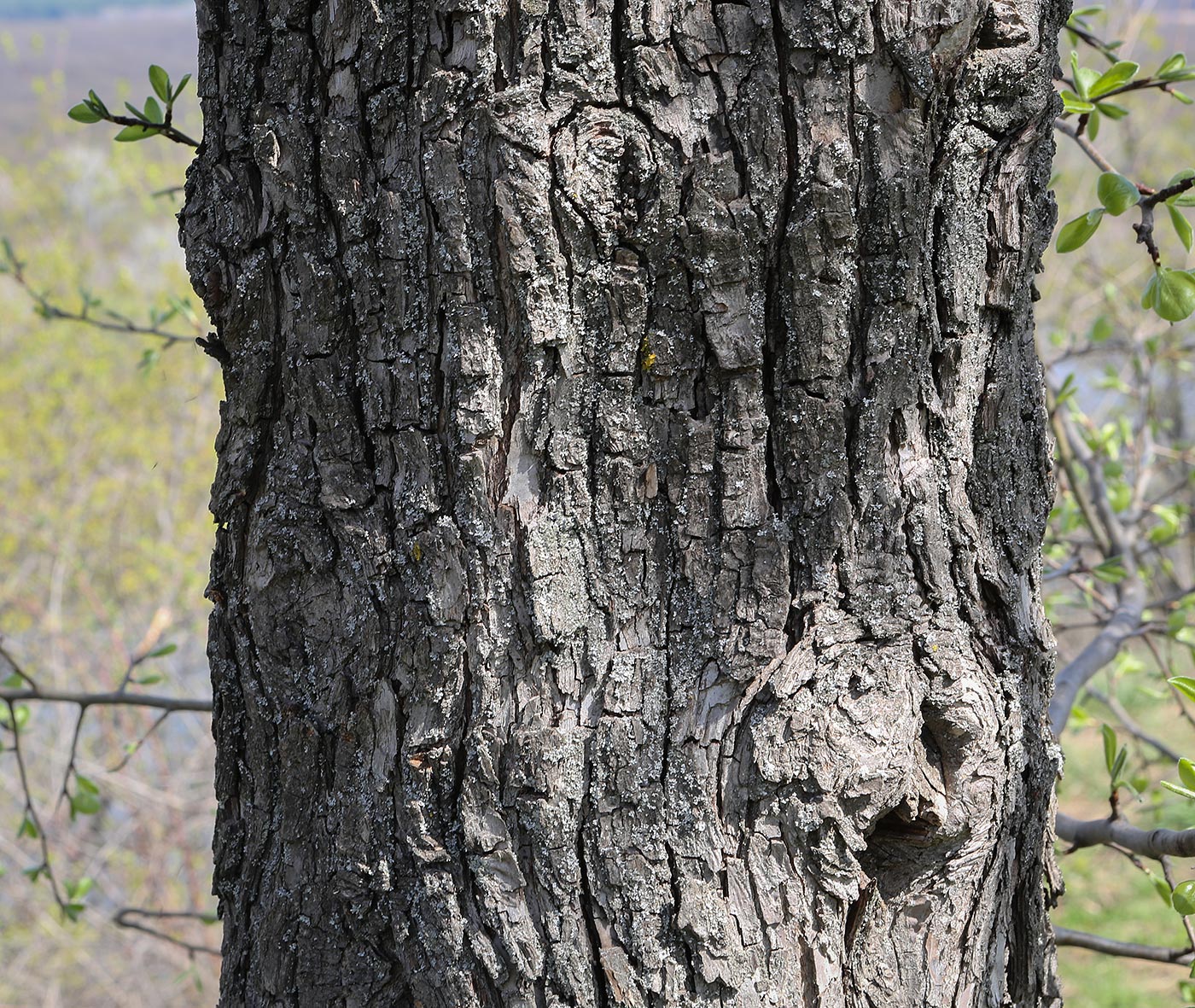 Изображение особи Pyrus communis.