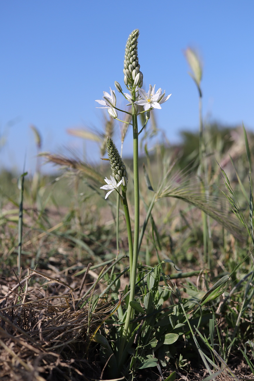 Изображение особи Ornithogalum ponticum.