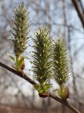 Salix abscondita. Часть ветви с женскими соцветиями. Хабаровский край, окр. г. Комсомольск-на-Амуре, берег руч. Тёплый ключ. 30.04.2014.