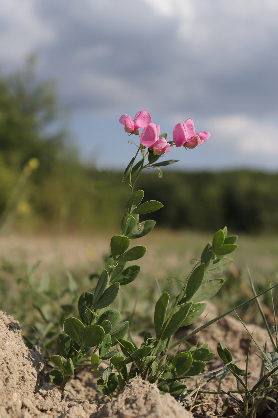 Image of Lathyrus tuberosus specimen.