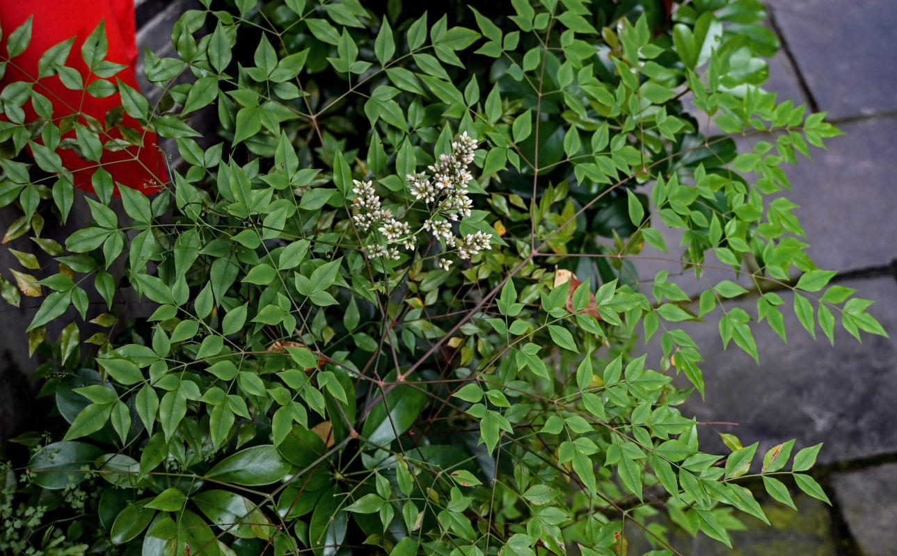 Image of Nandina domestica specimen.