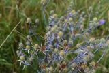 Eryngium planum. Побеги с соцветиями. Рязанская обл., Милославский р-н, окр. дер. Гаи, граница с Тульской обл., балка Крутой Овраг, остепнённый луг. 30 июля 2024 г.