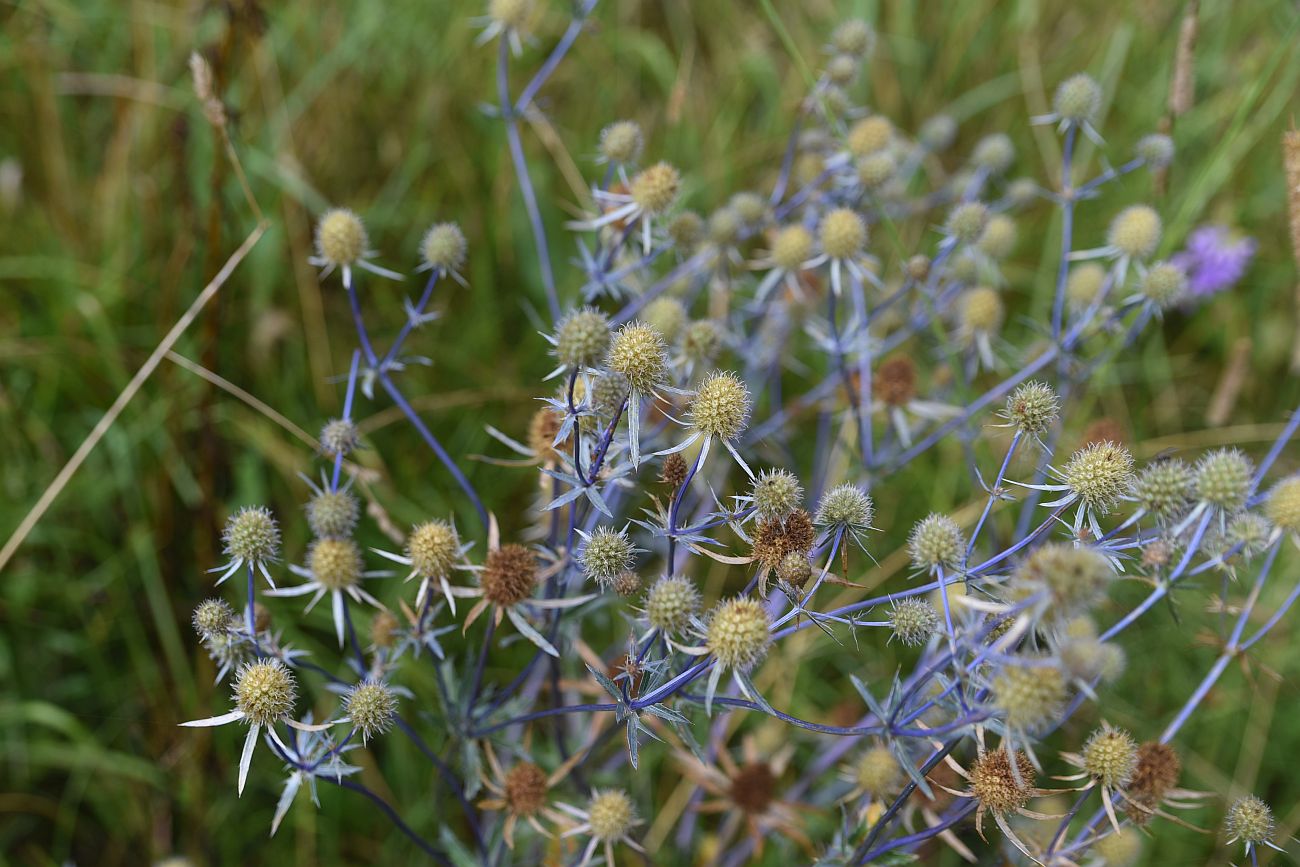 Изображение особи Eryngium planum.