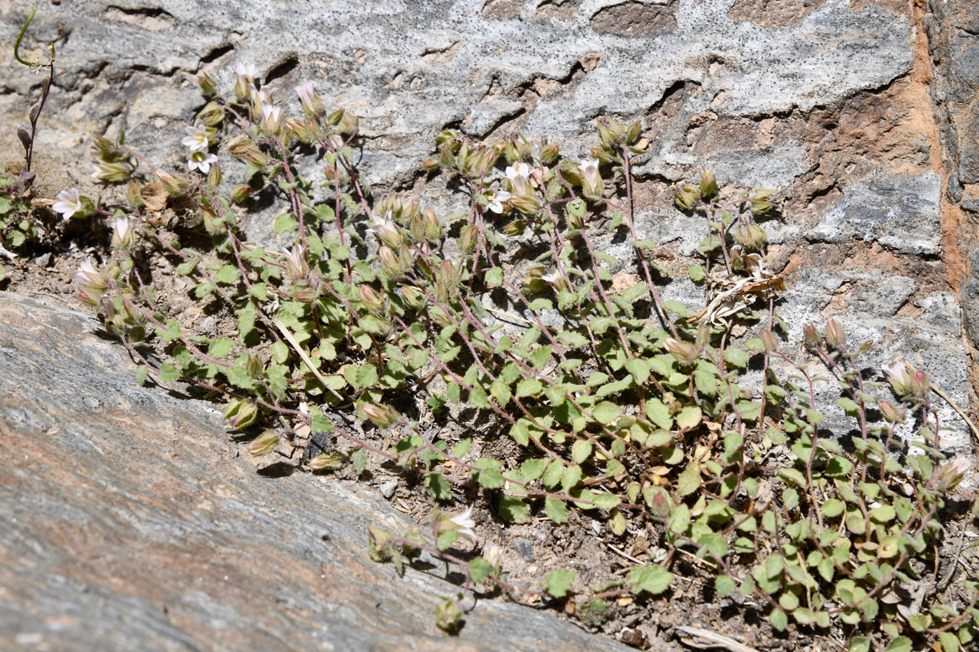 Image of Campanula incanescens specimen.