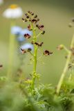 Scrophularia olympica. Соцветие. Карачаево-Черкесия, Урупский р-н, верховья притока р. Ацгара, каменистый субальпийский луг. 08.08.2024.