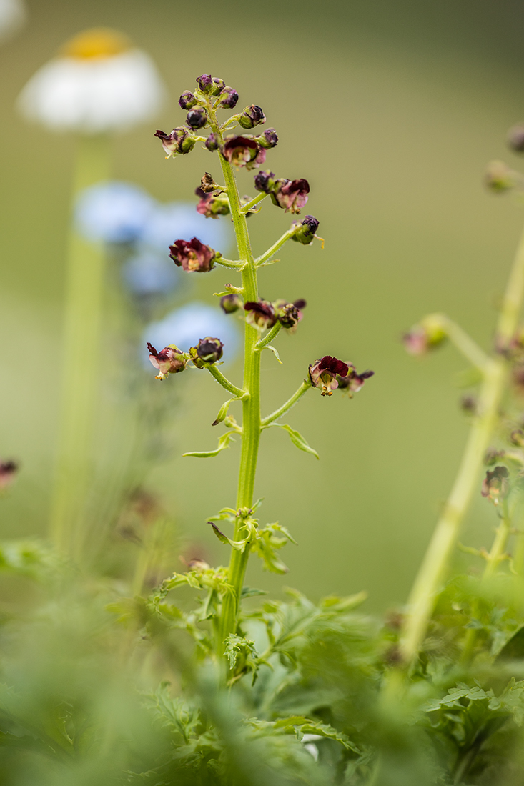 Изображение особи Scrophularia olympica.