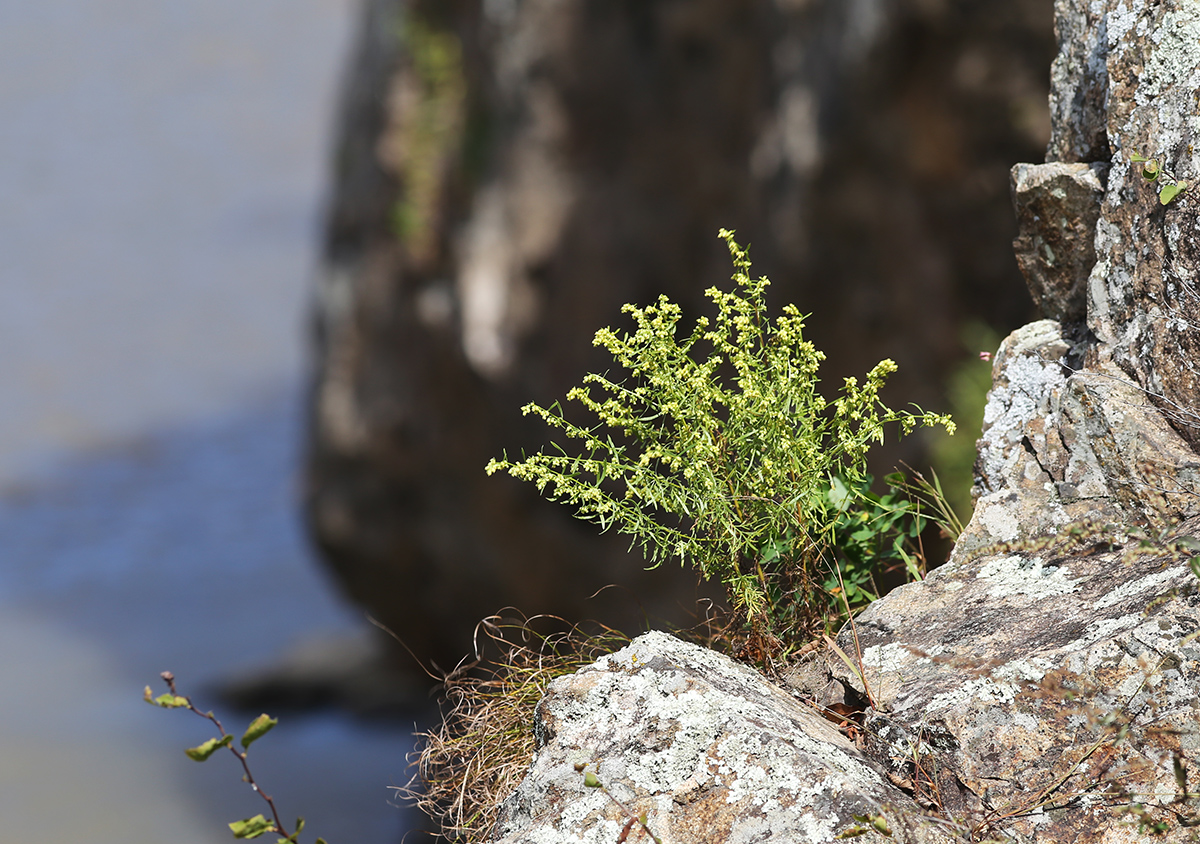 Image of Artemisia aurata specimen.