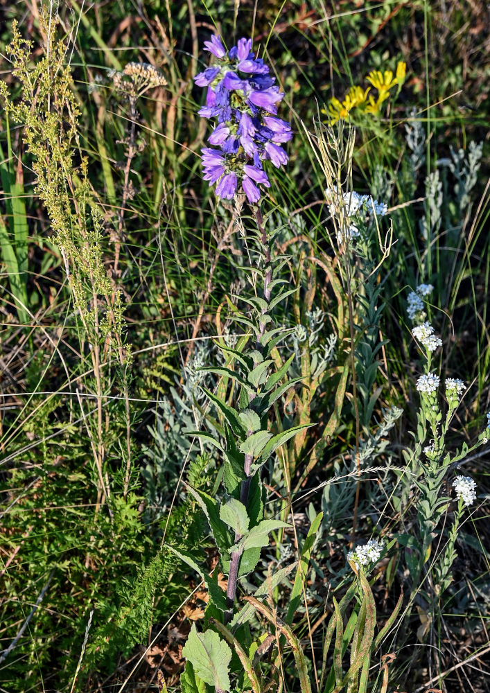 Image of Campanula bononiensis specimen.