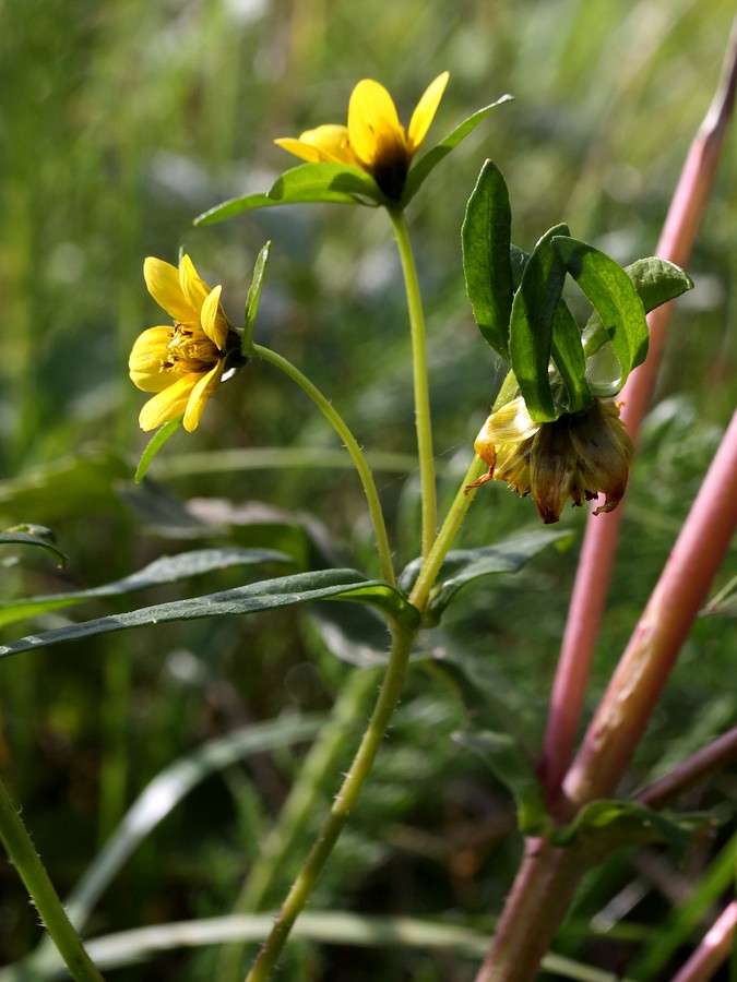 Изображение особи Bidens cernua var. radiata.