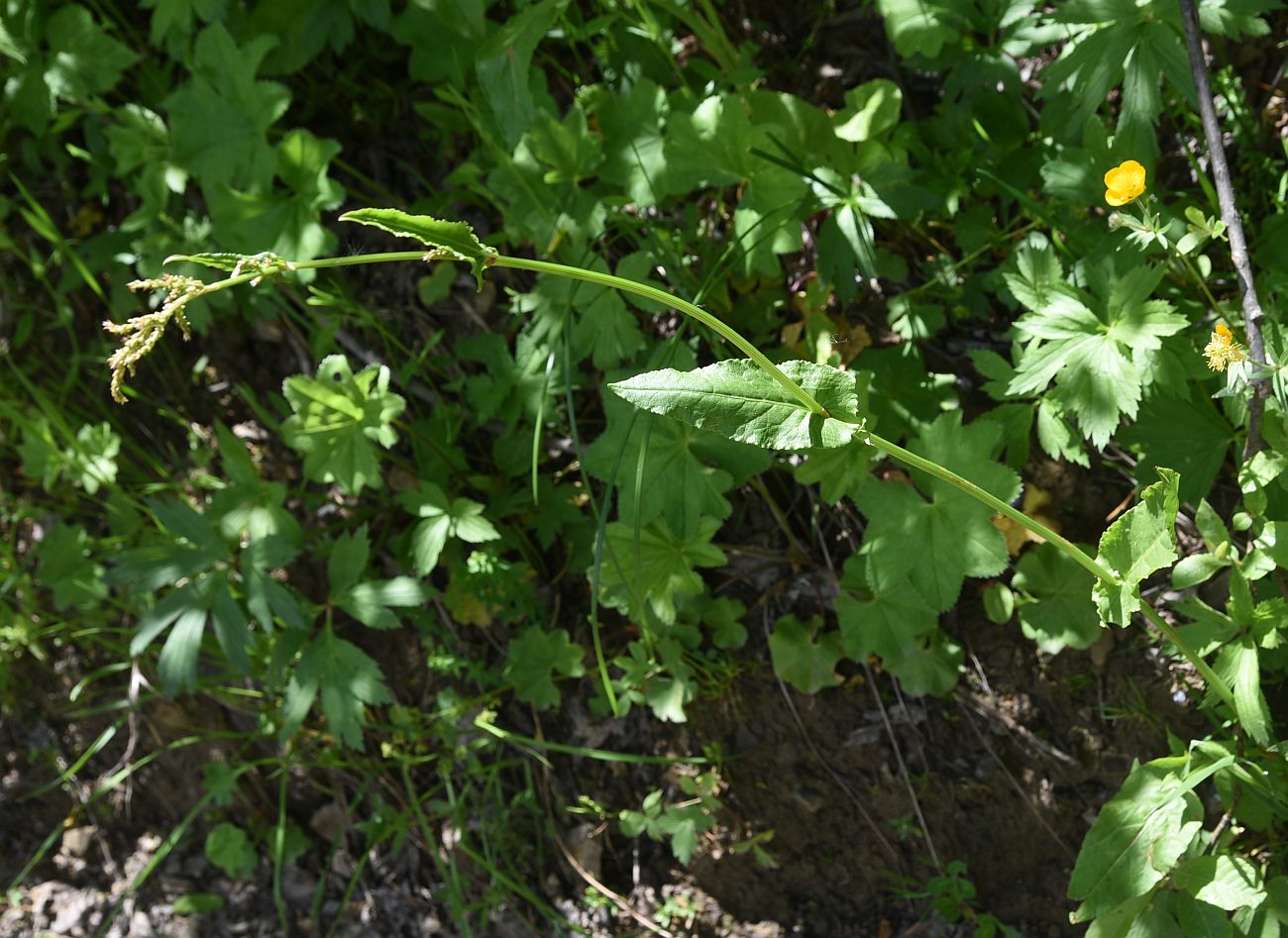 Image of genus Rumex specimen.