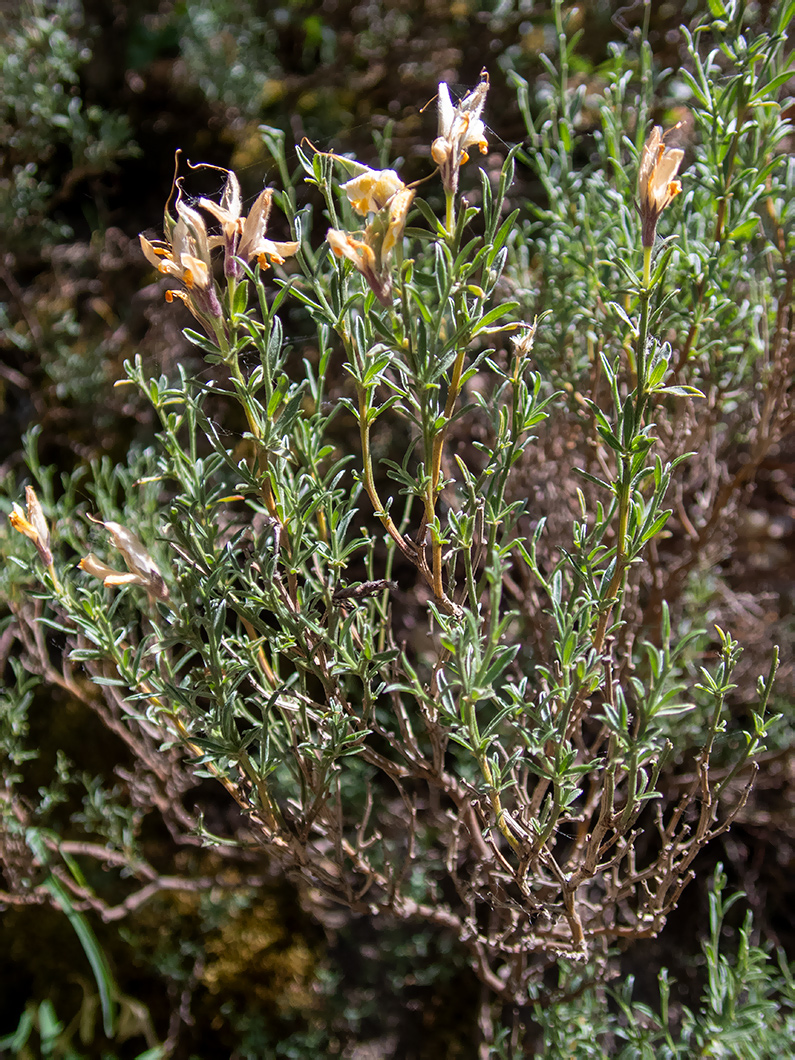 Image of familia Fabaceae specimen.