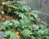 Polypodium vulgare