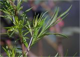 Artemisia vulgaris