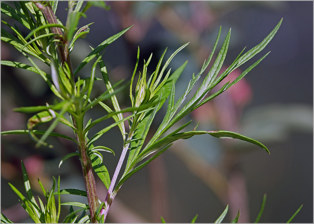 Image of Artemisia vulgaris specimen.