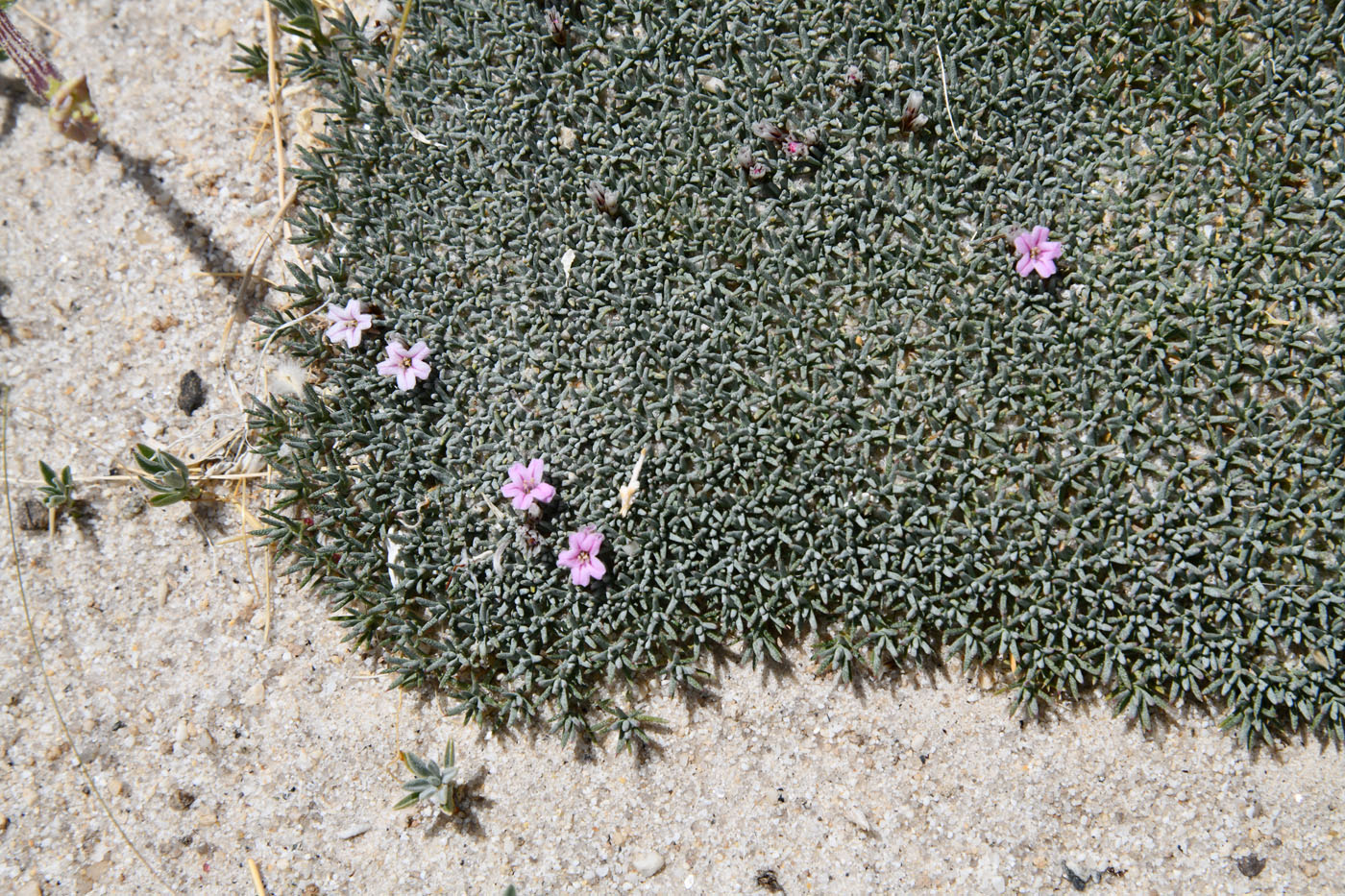 Image of Acantholimon diapensioides specimen.