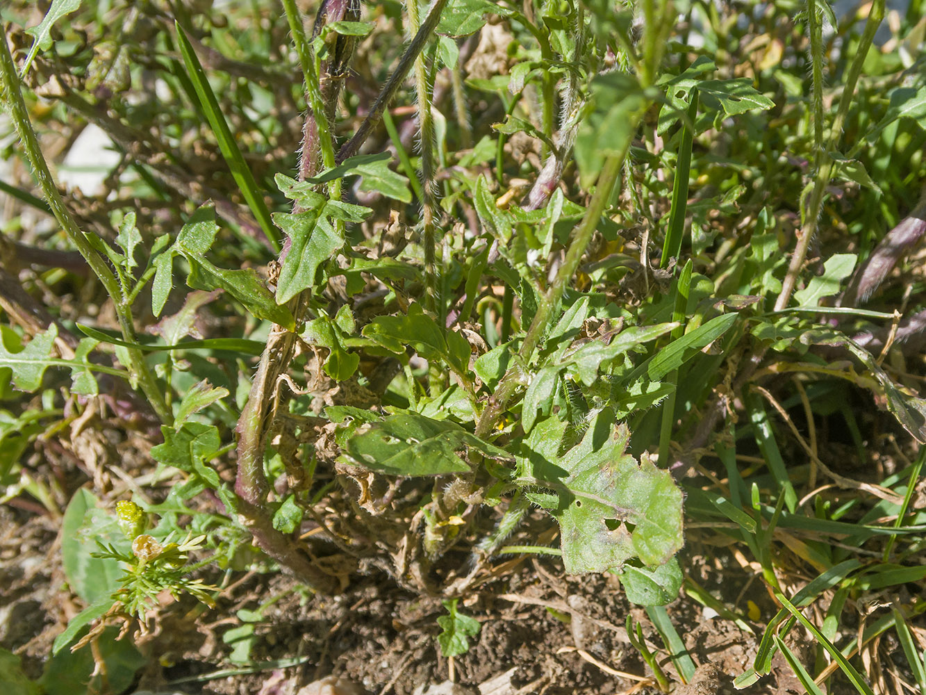 Image of Sisymbrium loeselii specimen.