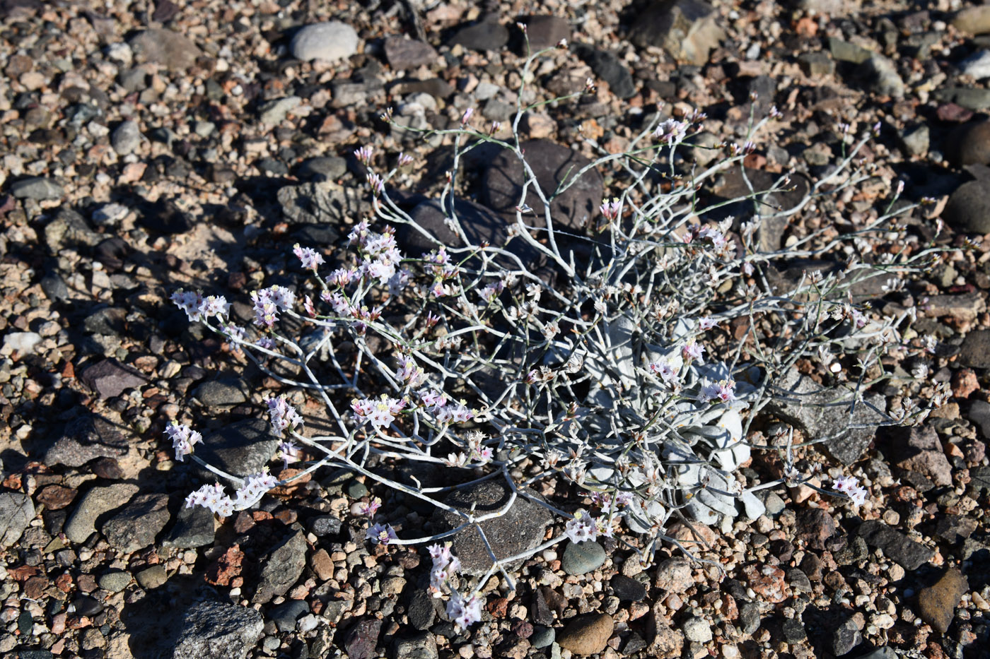 Изображение особи Limonium michelsonii.