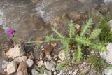 genus Cirsium