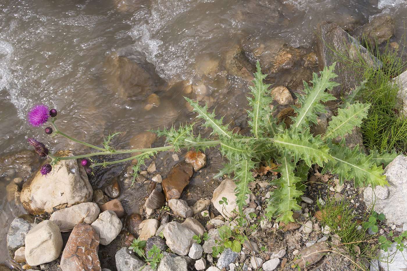 Image of genus Cirsium specimen.