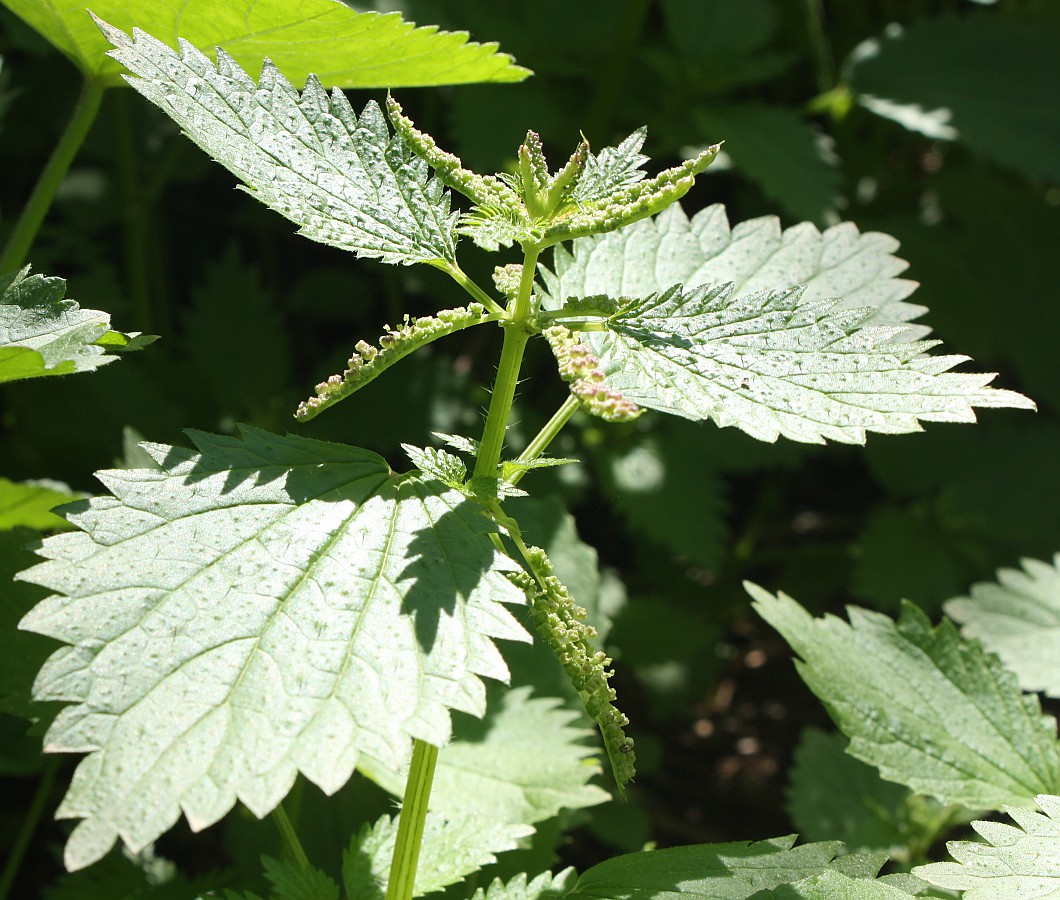 Изображение особи Urtica membranacea.