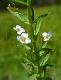 Gratiola officinalis