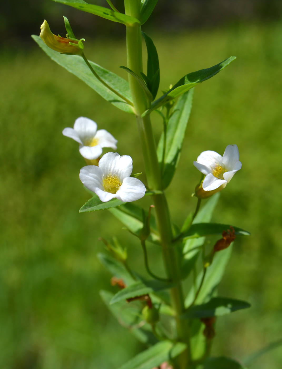 Image of Gratiola officinalis specimen.