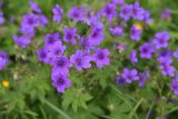 genus Geranium. Цветки. Чечня, Шаройский р-н, 2 км к востоку от ур. Хиндушты, 1,5 км на юго-запад от Сигнальной горы, выс. 2200 м н.у.м., луг. 1 июля 2024 г.